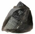 Large, Smoky Quartz Crystal - Brazil #61237-1